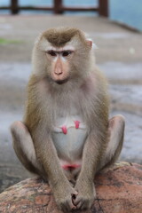 Monkey sitting on a rock in the forest of Thailand.