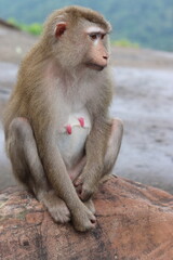 Monkey sitting on a rock in the forest of Thailand.