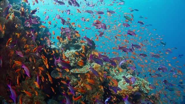 Slow cruise (swim) on top of a coral bommie in the Blyth Waters of Fiji. Lots of colorful Anthias (Anthiinae) and sole yellow damsel fish. The surface is visible.