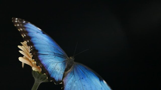 Slow motion beautiful blue silk morpho butterfly opening wings on daisy flower