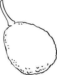 Avocado Fruit Outline Illustration
