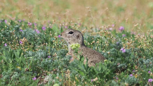 European ground squirrel on a steppe meadow, typical environment, Spermophilus citellus