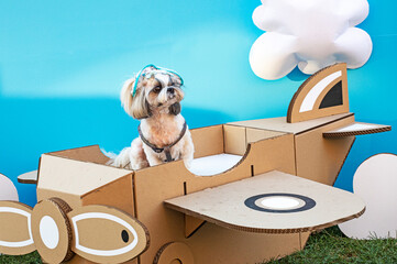 bright cute Shih Tzu dog sits in a cardboard airplane on a blue background. Decorative dog breeds....