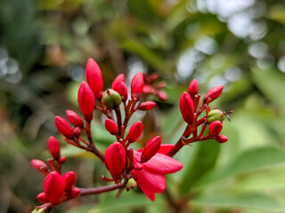 A close-up of the Red Batavia flower (Jatropha pandurifolia) bud reveals nature's delicate artistry. Encased within its protective sheath, a vibrant red hue promises an imminent explosion of color.