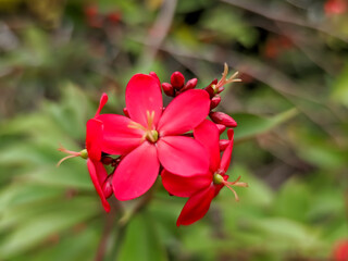A close-up of the Red Batavia flower (Jatropha pandurifolia) reveals a stunning array of vibrant hues. The delicate petals, a deep, velvety red, unfurl like a blossoming star.
