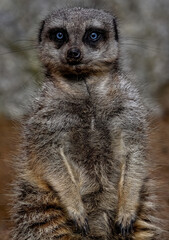 Obraz premium A close up of a blue eyed Meerkat
