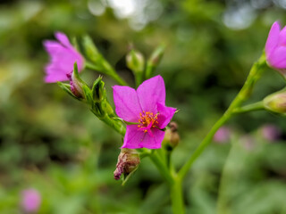 Fototapeta premium In a close-up view, the delicate Talinum portulacifolium (Forssk.) Asch. ex Schweinf blooms reveal their charm.