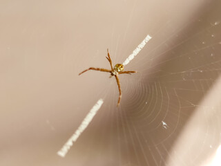 With eight eyes gleaming in the sunlight, a golden spider sits motionless at the hub of its...