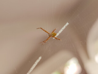 With eight eyes gleaming in the sunlight, a golden spider sits motionless at the hub of its perfectly symmetrical web.