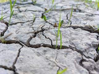 Cracked, parched earth begins to show signs of life as tiny green plants emerge from the dry crevices.