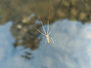 A golden spider with long, slender legs hangs elegantly from its web, suspended just above the shimmering surface of the water.