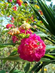 red and yellow flowers