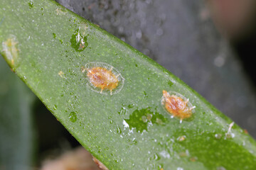 Brown soft scale, Coccus hesperidum, a cosmopolitan distribution and feeds on many different host plants. It is an agricultural pest of citrus and commercial greenhouse crops. On aloe in a pot.