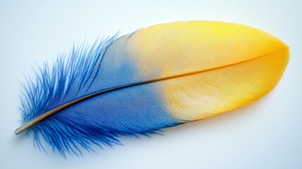 Bright blue and yellow feather on white