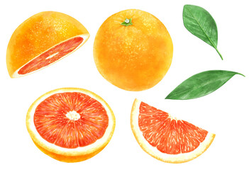 ブラッドオレンジのイラスト素材のセット