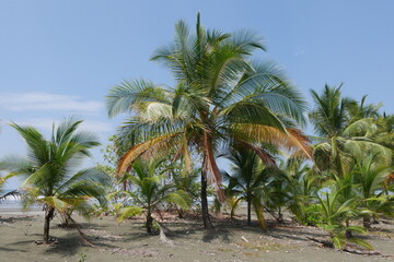 Palmenhain im Strand von Quepos in Costa Rica
