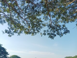 A Low-Angle View of Tree Branches Against a Blue Sky
