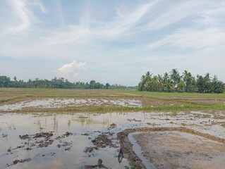 Flooded Rice Paddy Field with Palm Trees and Cloudy Sky