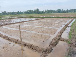 A muddy paddy field with flooded furrows and a wooden stake.