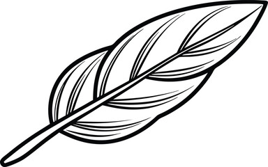 Sage leaf line art, vector illustration on black and white. 