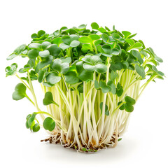 Obraz premium Cluster of freshly grown green broccoli sprouts isolated on a white background