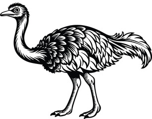 illustration of a ostrich