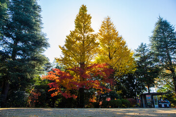 日本の風景・秋　東京都北区　紅葉の旧古河庭園