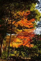 日本の風景・秋　東京都北区　紅葉の旧古河庭園