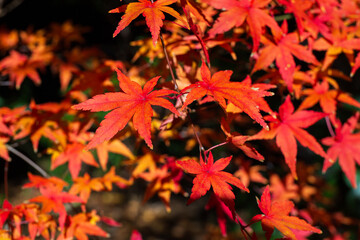 日本の風景・秋　東京都北区　紅葉の旧古河庭園