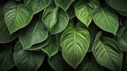 Green Leaves Background Texture