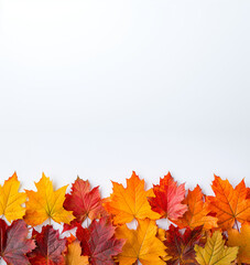 Colorful autumn leaves forming a only bottom area display a white background, including vibrant orange, red, and yellow maple leaves