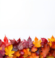 Fototapeta premium Colorful autumn leaves forming a only bottom area display a white background, including vibrant orange, red, and yellow maple leaves