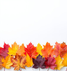 Colorful autumn leaves forming a only bottom area display a white background, including vibrant orange, red, and yellow maple leaves