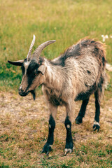 A goat wandering in a grassy field during a sunny day in a rural setting