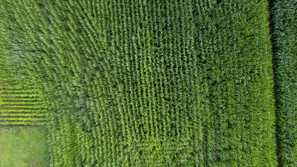 An aerial view showcasing a breathtaking landscape of lush green crop fields thriving beautifully in the summer sun