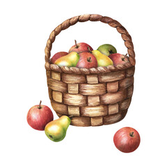 Watercolor wicker basket filled with fresh juicy apple and pear fruits. Hand drawn watercolor illustration isolated on white background. For clip art cards invitation label package