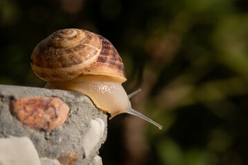 Close up macro capture of snail with creamy brownish shell in natural environment.