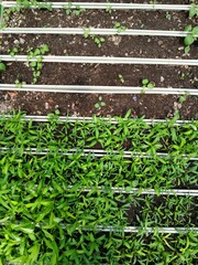 Water spinach grows in gutters that are reused and filled with soil.