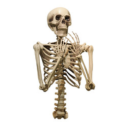 human skeleton isolated