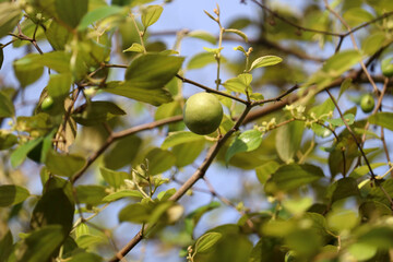 Indian Jujube fruit on tree