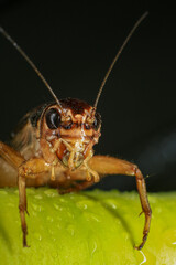 Cricket, macro of cricket on green leaf , cricket on stick,  in rain season 