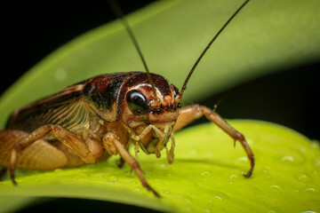 Cricket, macro of cricket on green leaf , cricket on stick,  in rain season 