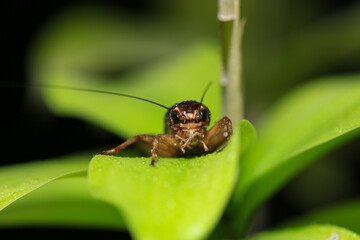 Cricket, macro of cricket on green leaf , cricket on stick,  in rain season 