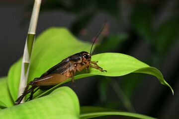 Cricket, macro of cricket on green leaf , cricket on stick,  in rain season 