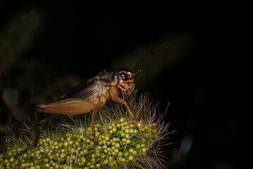 Cricket, macro of cricket on green leaf , cricket on stick,  in rain season 