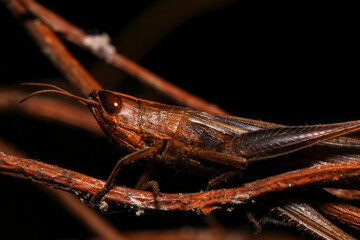 Cricket, macro of cricket on green leaf , cricket on stick,  in rain season 