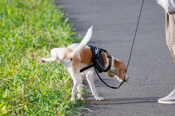 散歩の途中、草むらに小便をする雄犬