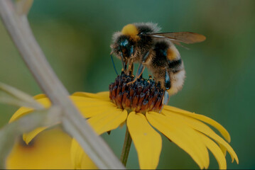 Royal bees swarming yellow flowers The picture is very close, the details are very clear, and the background is dark green.