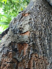 large mango tree trunk with aesthetic old bark