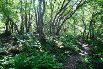 Fototapeta premium fine path in sunny autumn forest